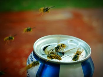 Close-up of wasps around drink can on table