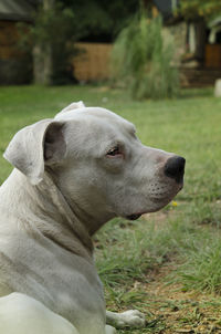 Close-up of dog looking away on field