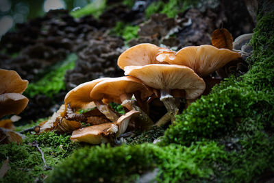 Close-up of mushrooms growing on field