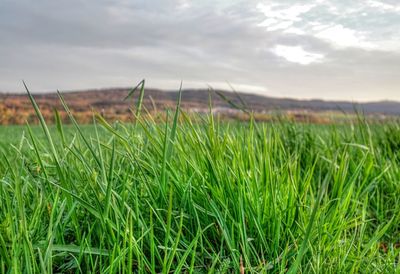 Scenic view of grassy field against sky