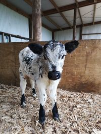 Full length of a cow standing in pen