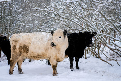 Goats on snow covered field