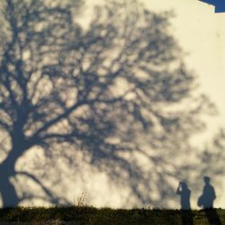 Trees on field against sky