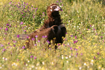 View of black cat sitting on field