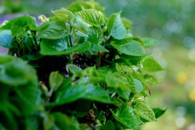 Close-up of green leaves on plant