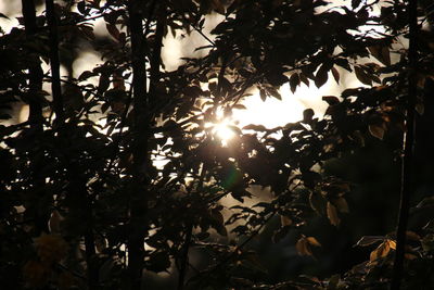 Close-up of tree during sunset