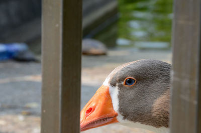 Close-up of bird against blurred background