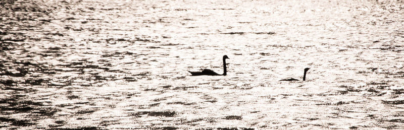 High angle view of silhouette bird swimming in water