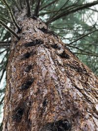 Low angle view of lichen on tree trunk