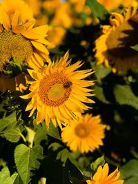 Close-up of yellow flowering plant