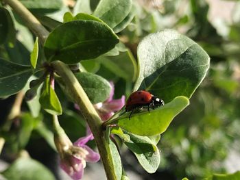 Close-up of ladybug on leaf