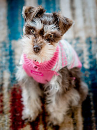 Portrait of dog on carpet