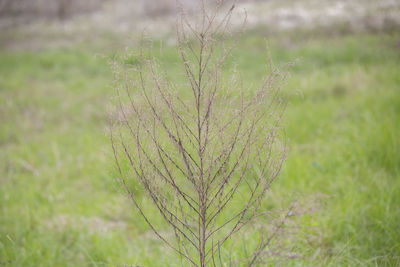 Close-up of plant growing on field