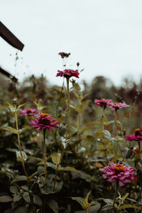 Close-up of pink flowering plants against sky