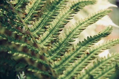 Close-up of fern leaves