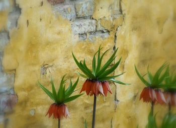 Close-up of flowers