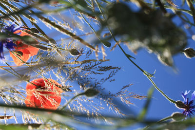 Low angle view of flower tree