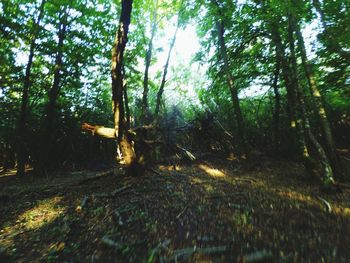 View of trees in forest