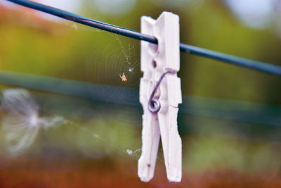 Close-up of spider on web