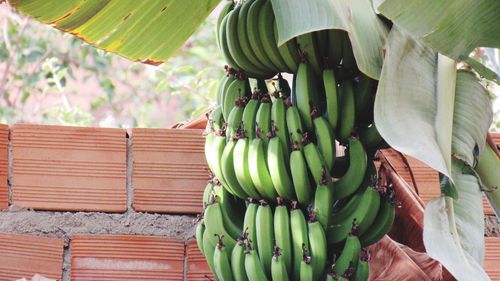 Close-up of banana tree