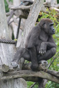 Monkey sitting on wood