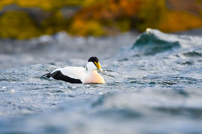 Bird swimming in sea