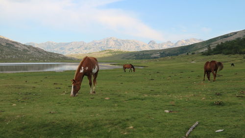 Horses grazing in a field