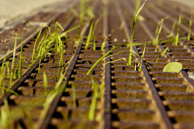 Close-up of seedlings growing on sunny day