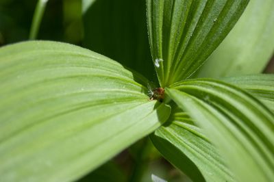 Close-up of insect on leaf