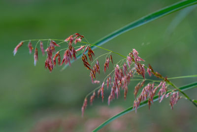 Close-up of insect on plant