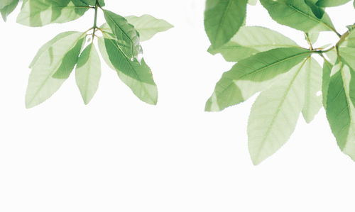 Close-up of leaves against white background