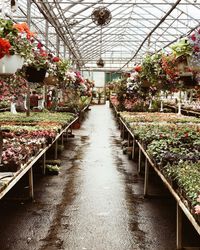 Flowers in greenhouse