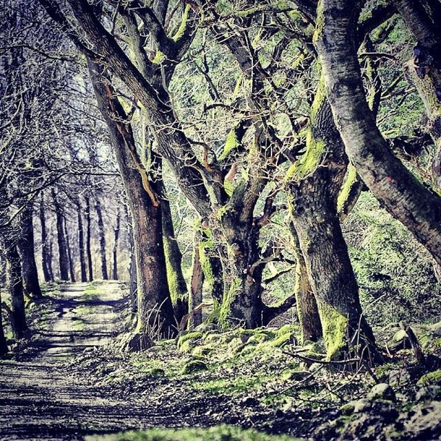 tree, tree trunk, forest, tranquility, woodland, nature, tranquil scene, branch, growth, bare tree, beauty in nature, scenics, landscape, non-urban scene, day, outdoors, no people, the way forward, sunlight, idyllic