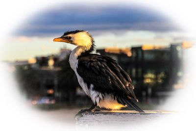 Close-up of bird