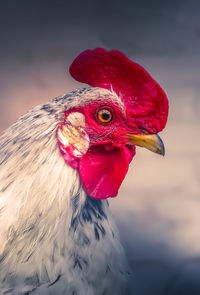 Close-up of rooster