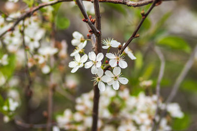 Close-up of cherry blossoms in spring