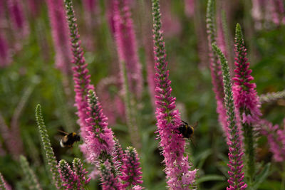 Close-up of insect on pink flowering plant