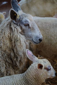Close-up of sheep