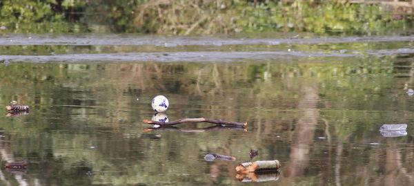 Ducks swimming in lake