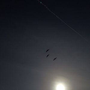 Low angle view of birds flying in sky