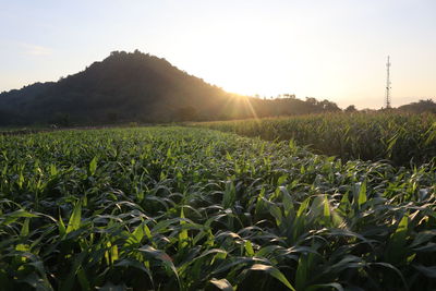 Scenic view of field against sky during sunset