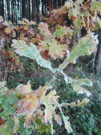 Close-up of autumnal leaves on the ground