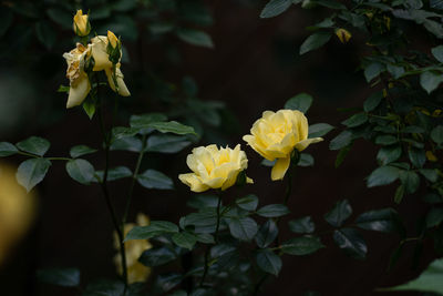 Close-up of yellow flowering plant