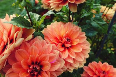 Close-up of orange flowering plants