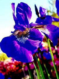 Close-up of purple flowers blooming