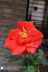 Close-up of red rose