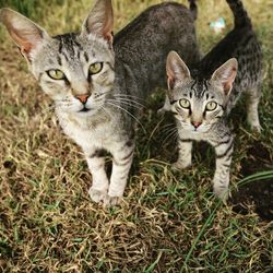 Portrait of cats on grass