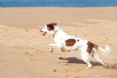 Full length of a dog on beach