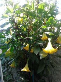 Close-up of tree growing on plant