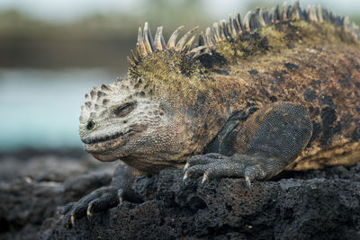 Close-up of lizard on rock